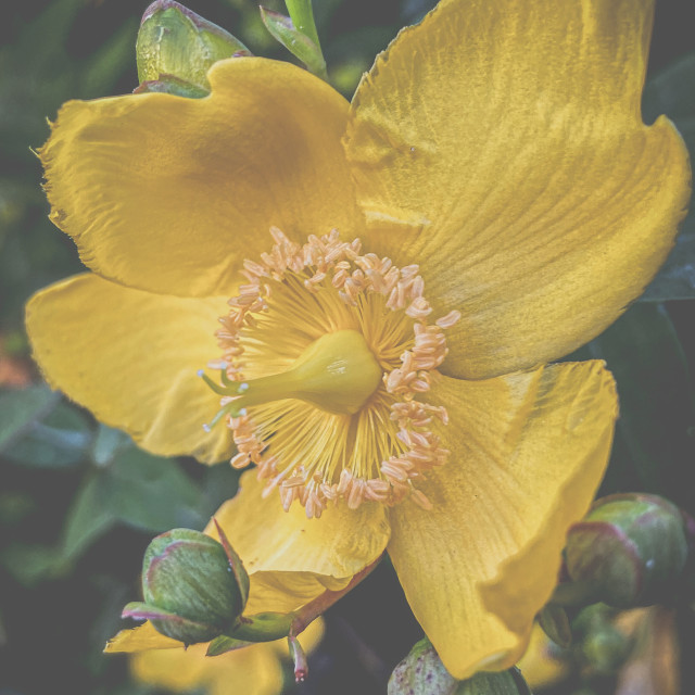 "Yellow flower" stock image