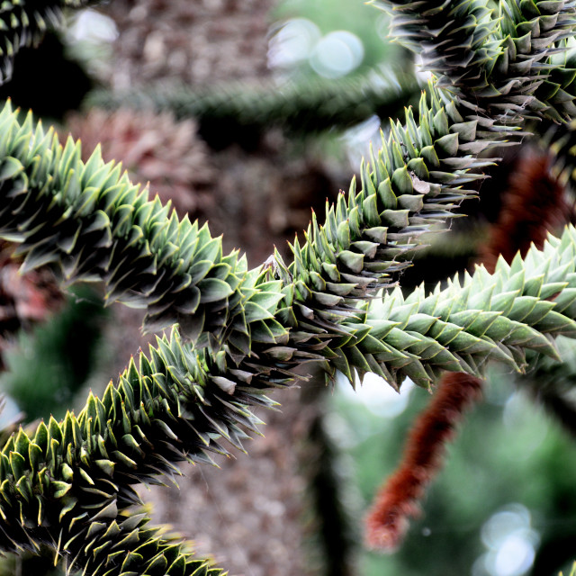 "A plant" by Amit Mendelsohn - £50.00 "A plant" stock image