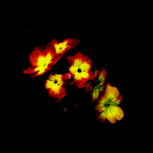 "Primerose" by Amit Mendelsohn - £50.00 "Primerose" stock image