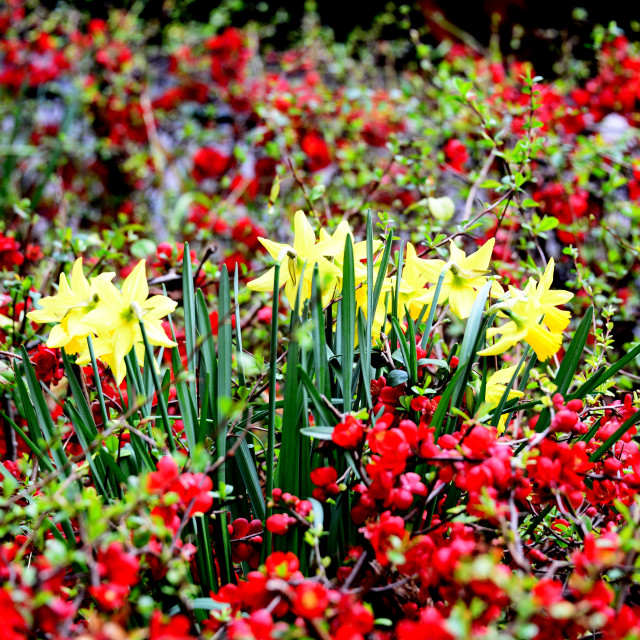 "Flowers" by Amit Mendelsohn - £50.00 "Flowers" stock image