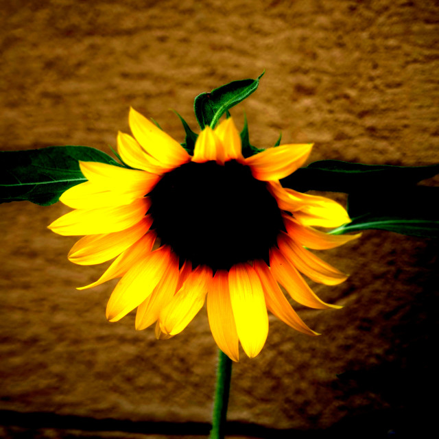"A sunflower" by Amit Mendelsohn - £50.00 "A sunflower" stock image