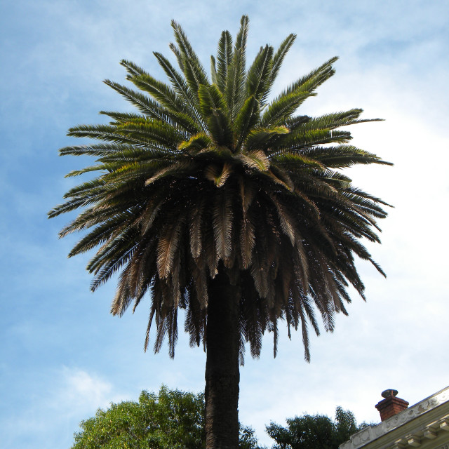 "Palm tree" stock image