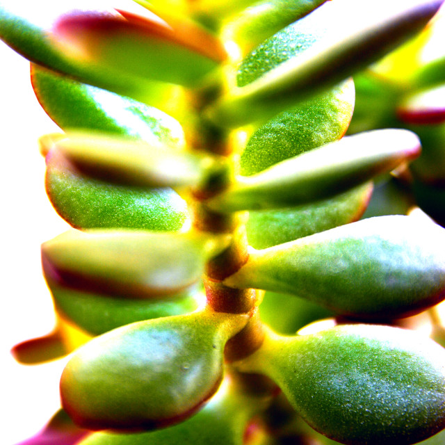 "A close up of a cactus" by Amit Mendelsohn - £50.00 "A close up of a cactus" stock image