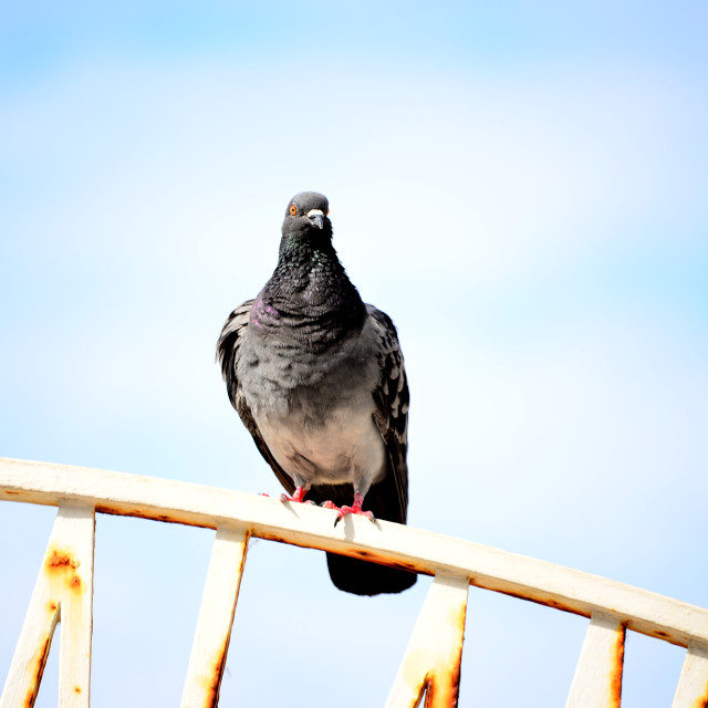 "Welcome to the beach" by Amit Mendelsohn - £50.00 "Welcome to the beach" stock image
