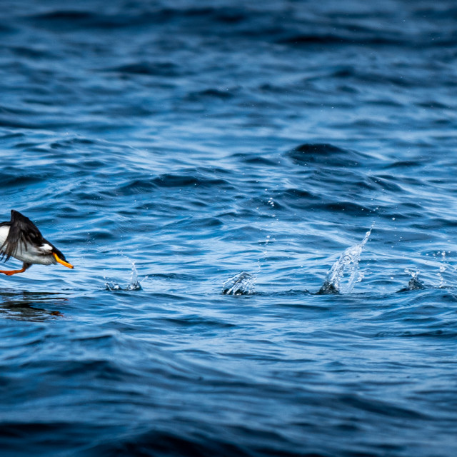 "Puffin Away" stock image