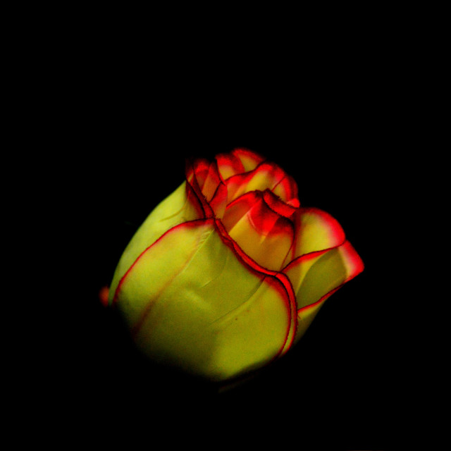 "a rose" by Amit Mendelsohn - $62.97 "a rose" stock image