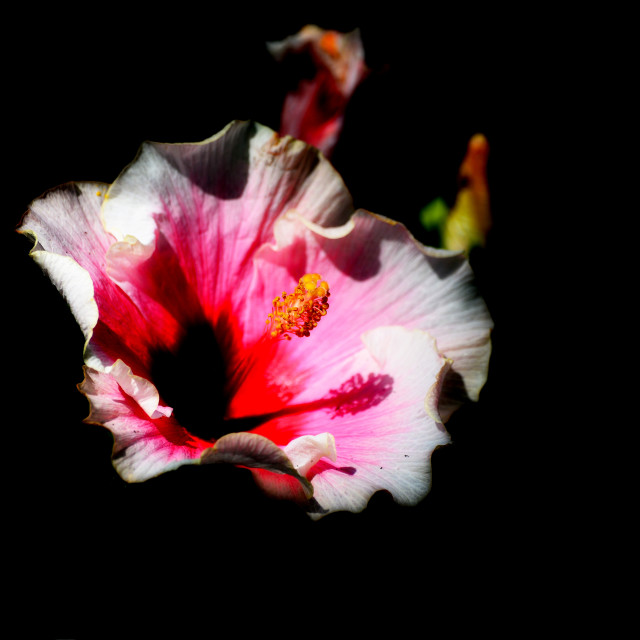 "Hibiscus" stock image