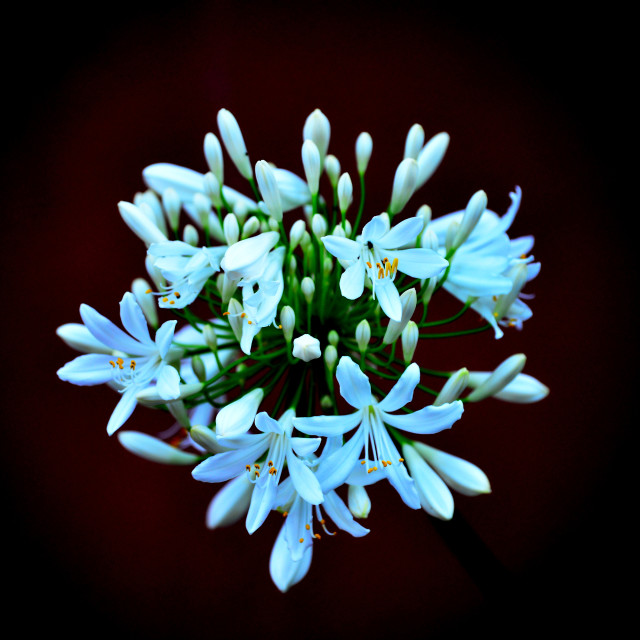 "African lily" stock image