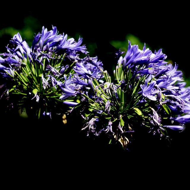 "An African lily" stock image