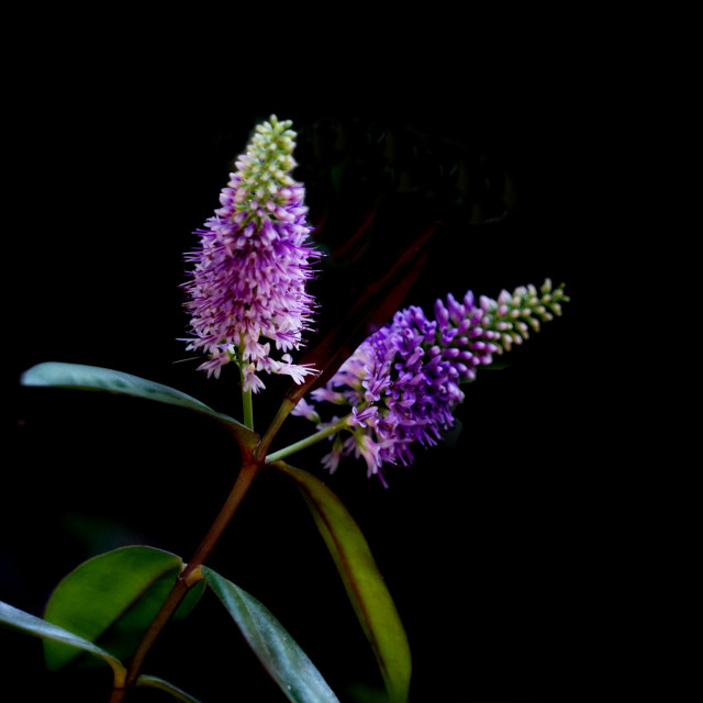 "Hebe andersonii" by Amit Mendelsohn - $62.97 "Hebe andersonii" stock image