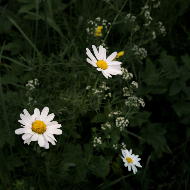 "White daisies on dark green background" by Simona D'Auria - $6.08 "White daisies on dark green background" stock image