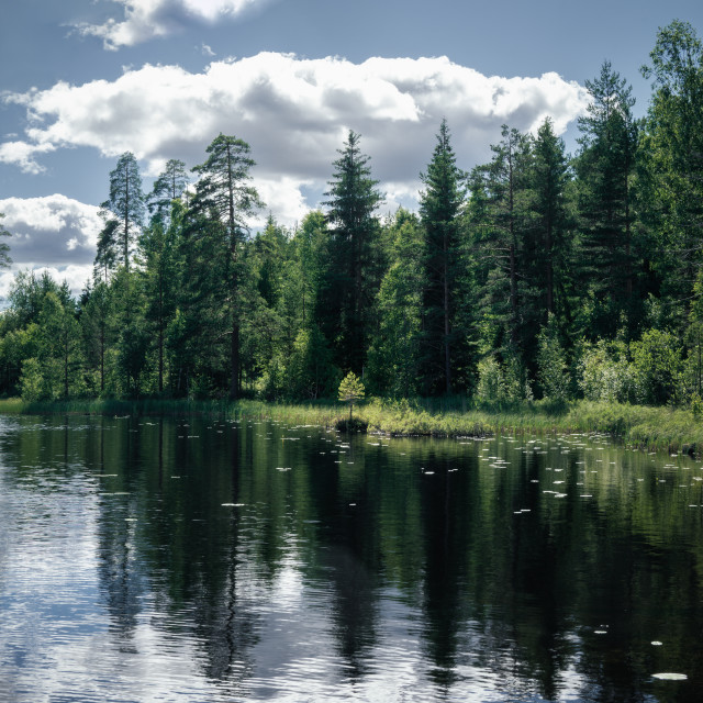 "Intense green forest landscape" stock image