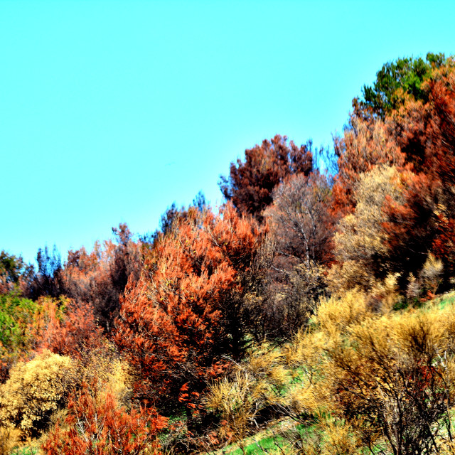 "plants and trees in colours" stock image