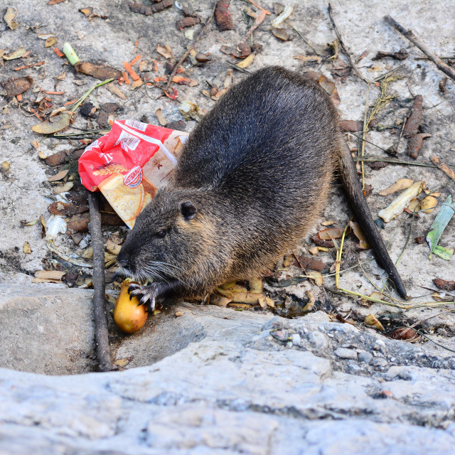 "Nutria" stock image