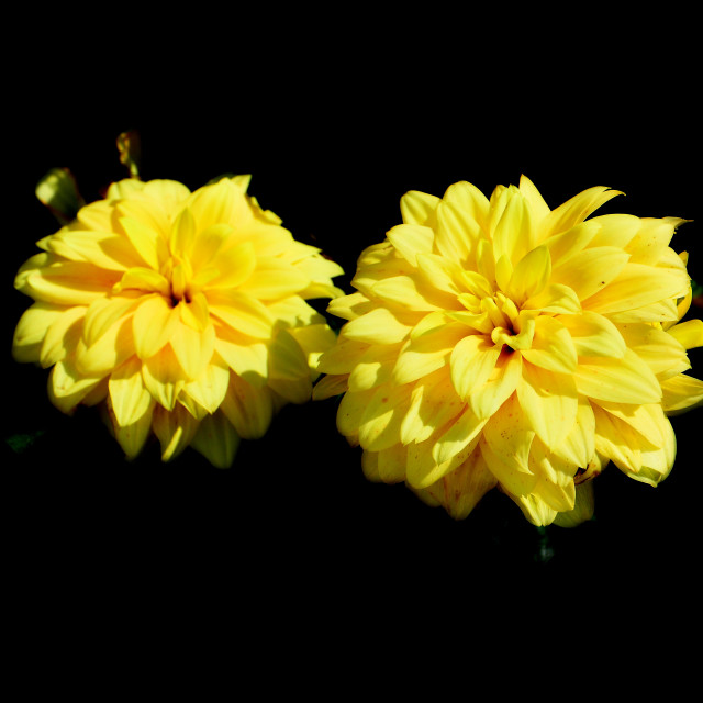 "Dahlia" by Amit Mendelsohn - $62.97 "Dahlia" stock image
