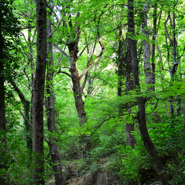 "Park saint pons" by Amit Mendelsohn - £50.00 "Park saint pons" stock image