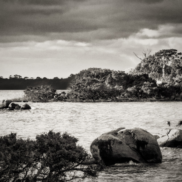 "Honeymoon Island with Herons" stock image