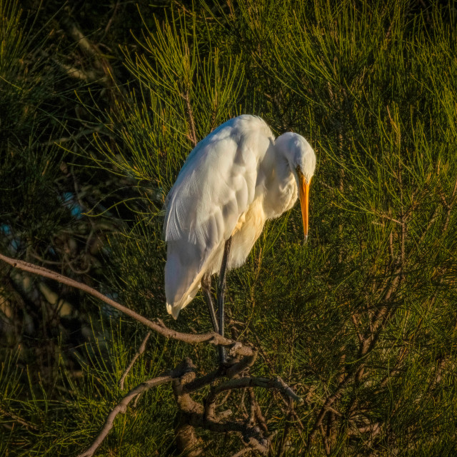 "Little Egret, North Yunderup" stock image