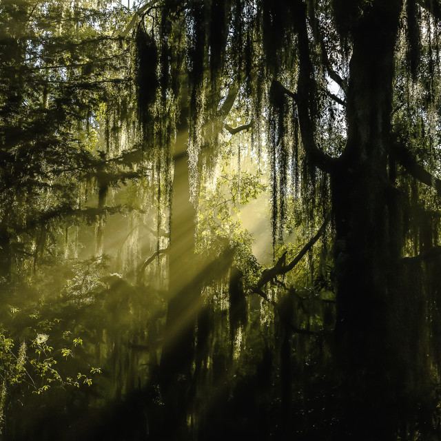 "Trees with spanish moss in the morning light" by Expvisual Filmmaking and Photography SAS de CV - $14.82 "Trees with spanish moss in the morning light" stock image