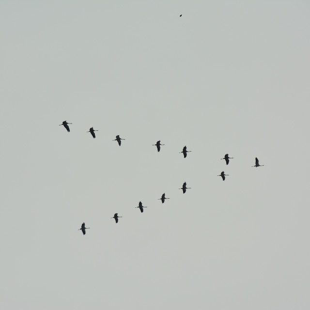 "Storks on the way south" stock image