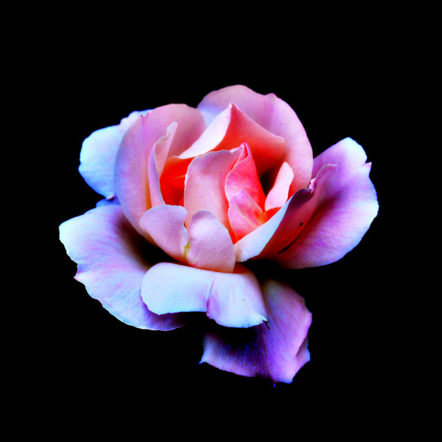 "A pink rose" stock image