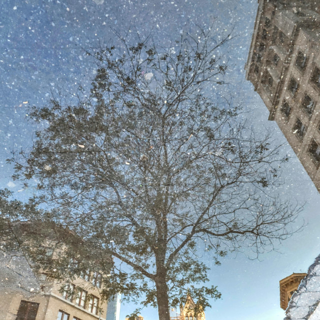 "Summer Puddle Tree, Union Square" by Nancy E Hightower - $37.20 "Summer Puddle Tree, Union Square" stock image