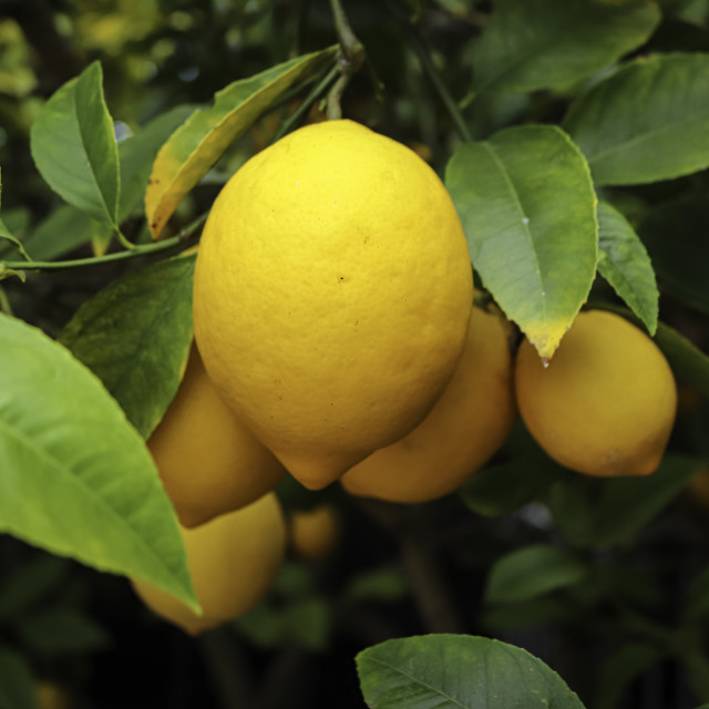"Fresh grown lemon" stock image