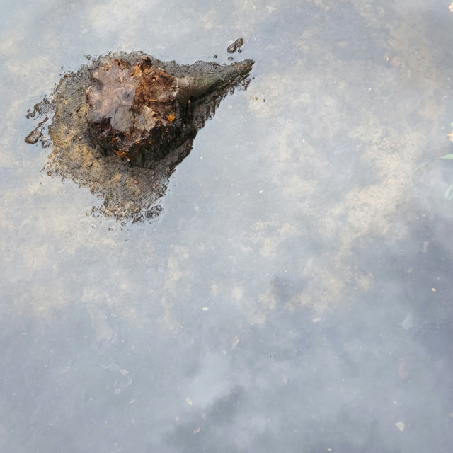"Tree Stump in Sky Puddle" by Nancy E Hightower - $37.20 "Tree Stump in Sky Puddle" stock image