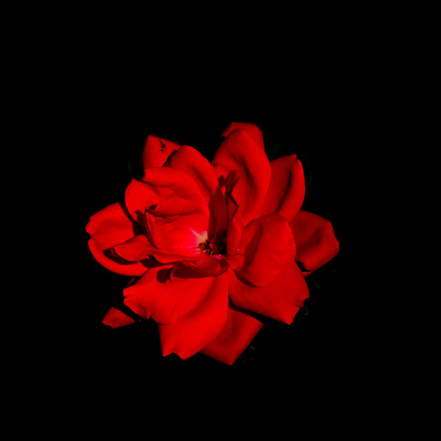 "A red rose" stock image