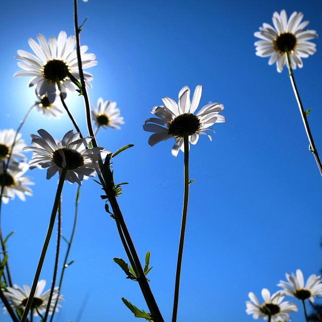 "Burst of daisies" by MLLL Photography - $11.41 "Burst of daisies" stock image