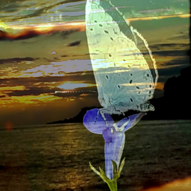 "Butterfly sunset" by Rudolf Reinbacher - $18.08 "Butterfly sunset" stock image