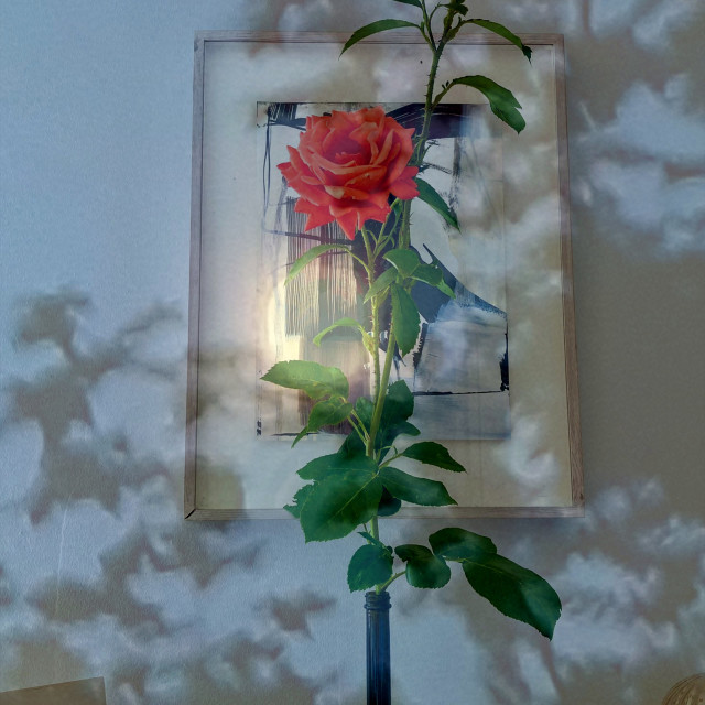 "Rose shadows" by Rudolf Reinbacher - $14.47 "Rose shadows" stock image