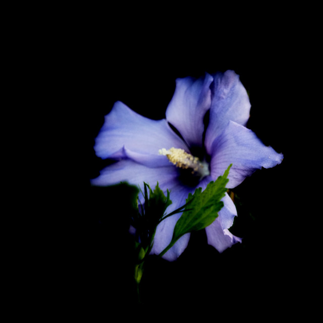 "Rose of Sharon" stock image