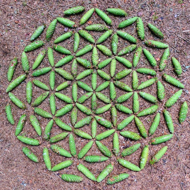 "Landart creation flower of life made from green spruce cones" stock image