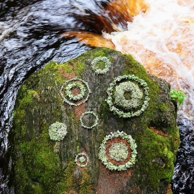 "Landart creation circles from lichen on a river rock" stock image