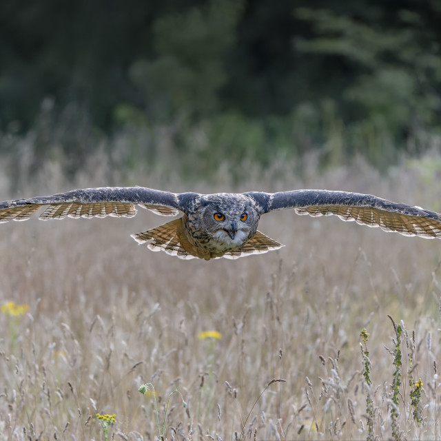 "A beautiful, huge European Eagle Owl (Bubo bubo) in fligh" stock image