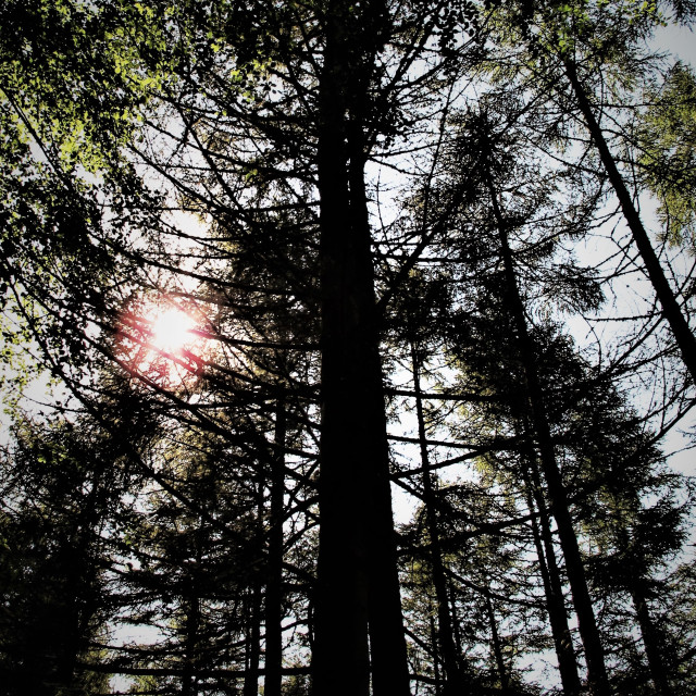 "Sun Through Pines" stock image