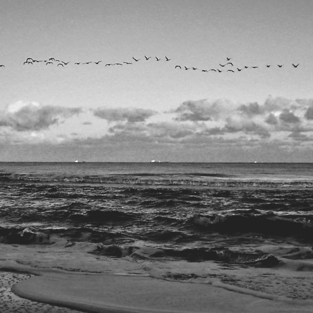 "Skein of Geese, Southwold" stock image