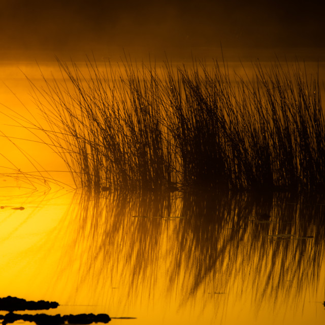 "Reeds at sunrise" stock image