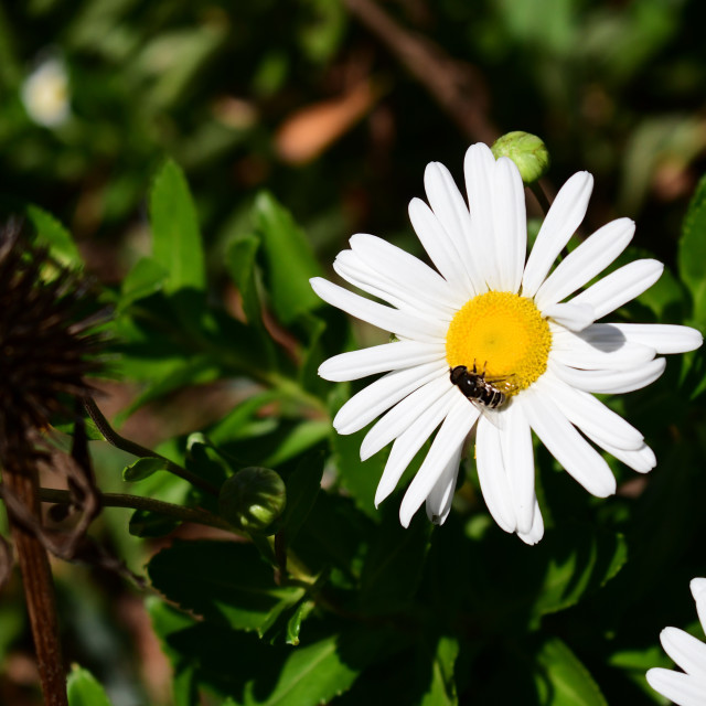 "Busy October Bee - 2019" stock image