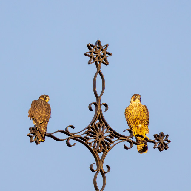 "Pair of juvenile peregrine falcons" stock image