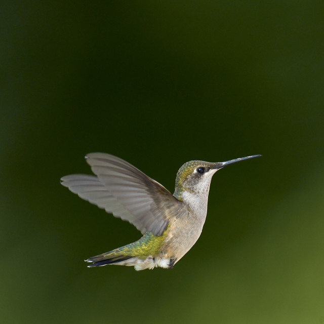 "Hummingbird in flight" stock image