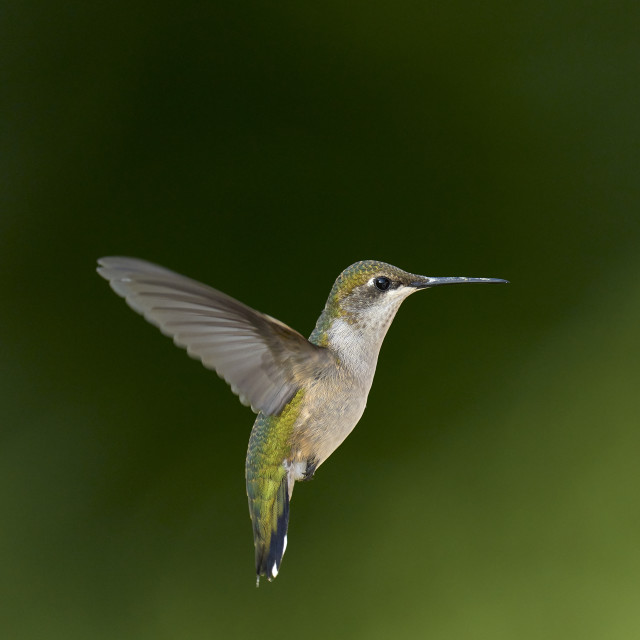 "Hummingbird in flight" stock image