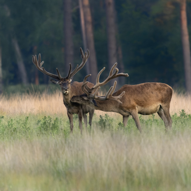 "Two Red deer (Cervus elaphus) antlers in velvet." stock image
