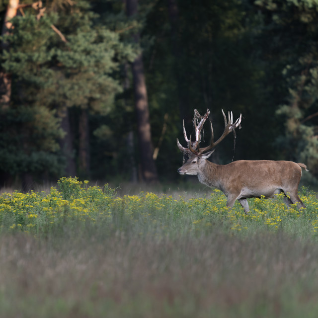 "Red deer (Cervus elaphus) after rubbing the antlers on branches, velvet is falling off." stock image