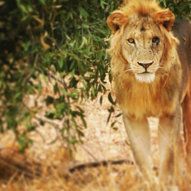 "Tsavo Lion in Tsavo East" stock image