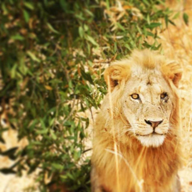 "Tsavo Lion in Tsavo East" stock image