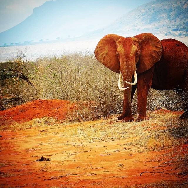 "Red Tsavo Elephant Matriarch" stock image