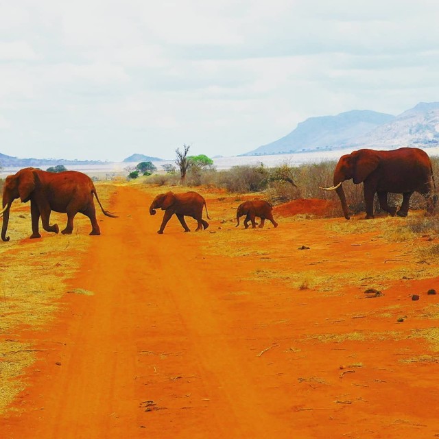 "Tsavo Red Elephant Family" stock image