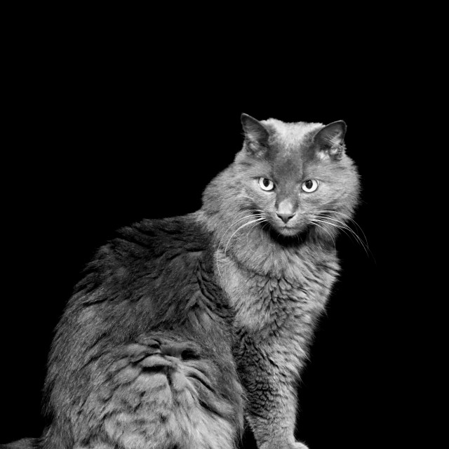 "A cat in the dark" by Amit Mendelsohn - $62.97 "A cat in the dark" stock image